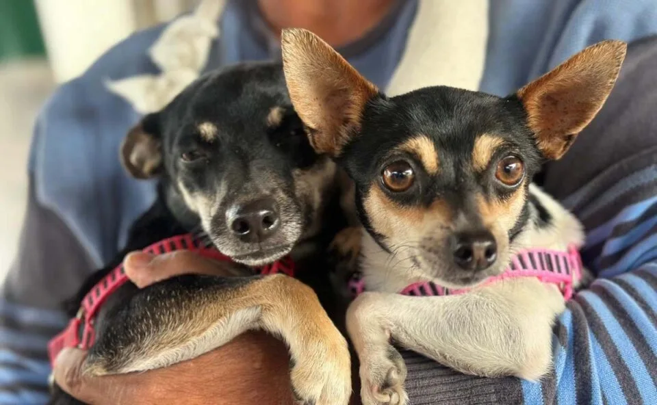 Clínica veterinária passa a ser obrigada a atender cão e gato em emergência, prevê Projeto de Lei na Câmara