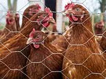 Food safety expert explains how deadly bacteria is contaminating so much of the food supply... and how you can protect yourself