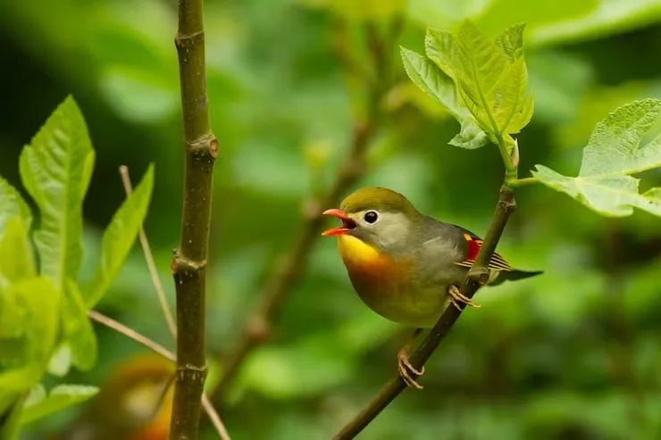 Cuál es el canto de ave elegido por el oído humano, según un estudio realizado sobre 123 especies