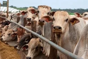 Santander mantém MBRF como favorita e vê cenário difícil para frigoríficos nos EUA