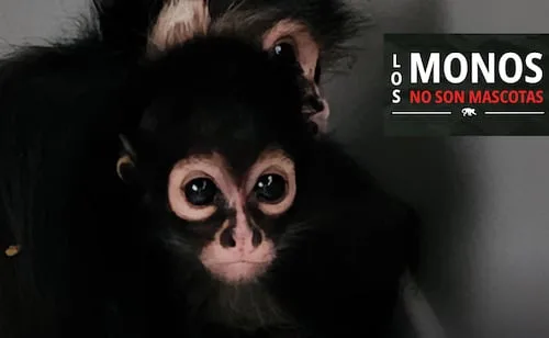 Profepa lanza campaña contra tráfico de primates; "los monos no son mascotas", afirma