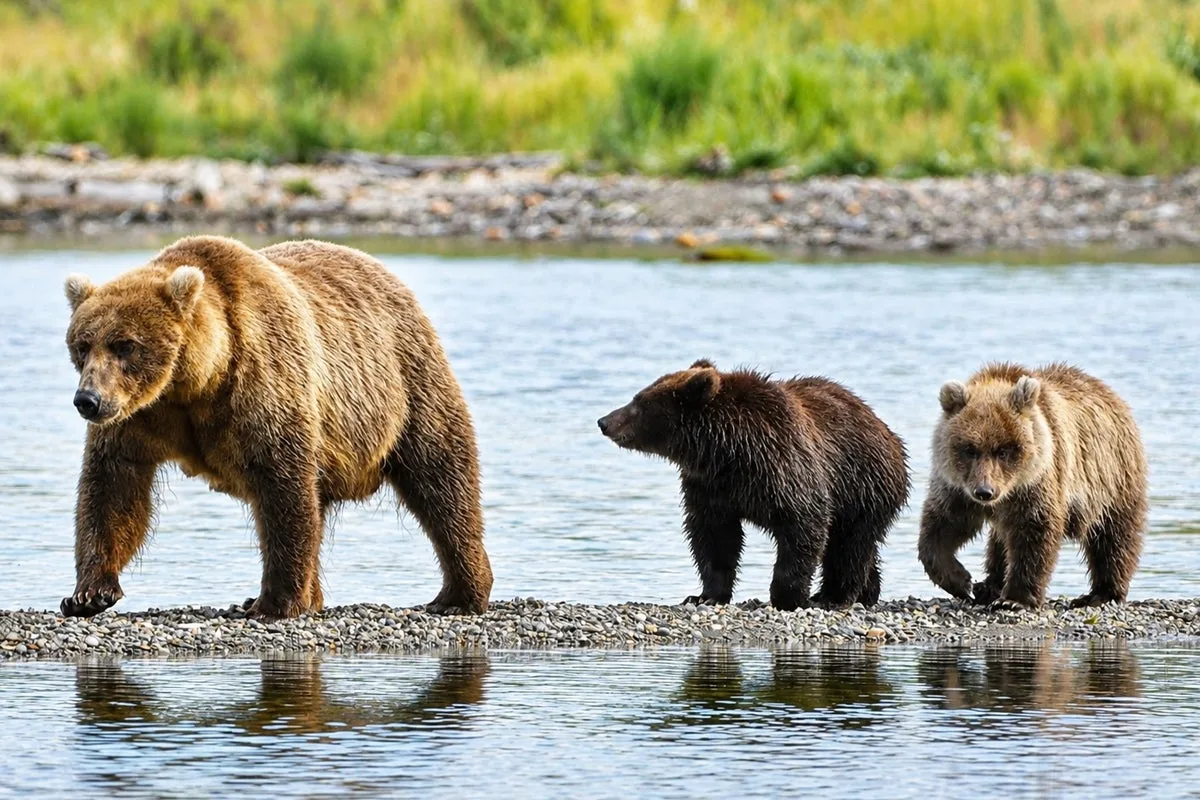It’s nearly Fat Bear Week and a fan favorite is back: Here’s everything you need to know