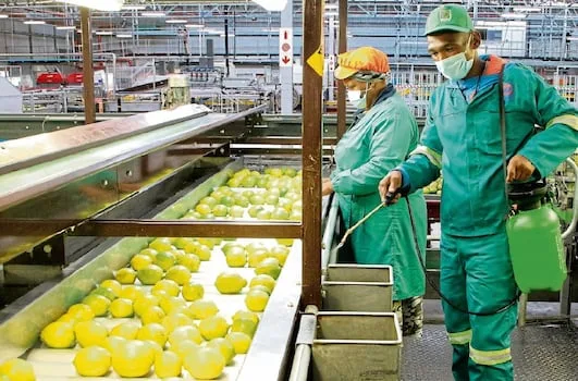 Breakthrough as India opens door to South African citrus after 10-year wait