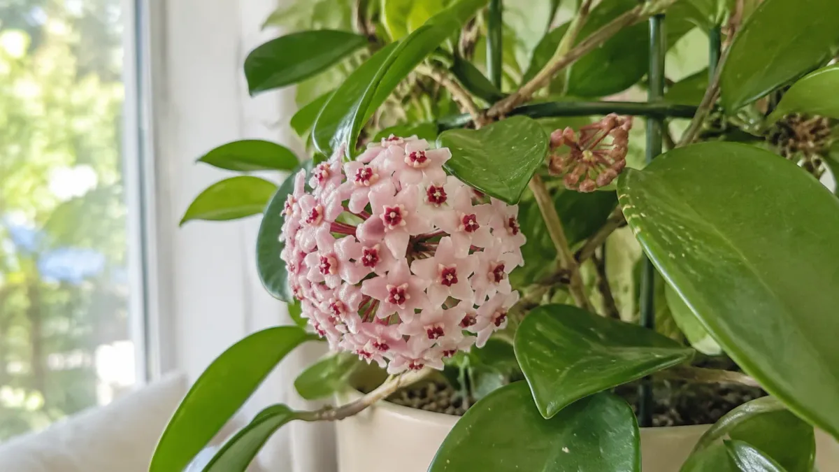 Hoya carnosa: como acelerar o aparecimento dos primeiros cachos de flores sem recorrer a receitas caseiras que nem sempre funcionam