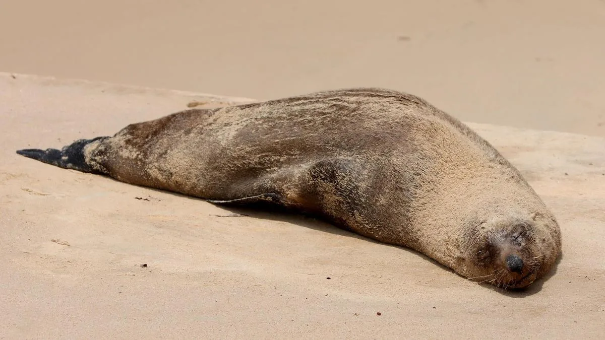 Second long-nosed fur seal suspected to have contracted bird flu