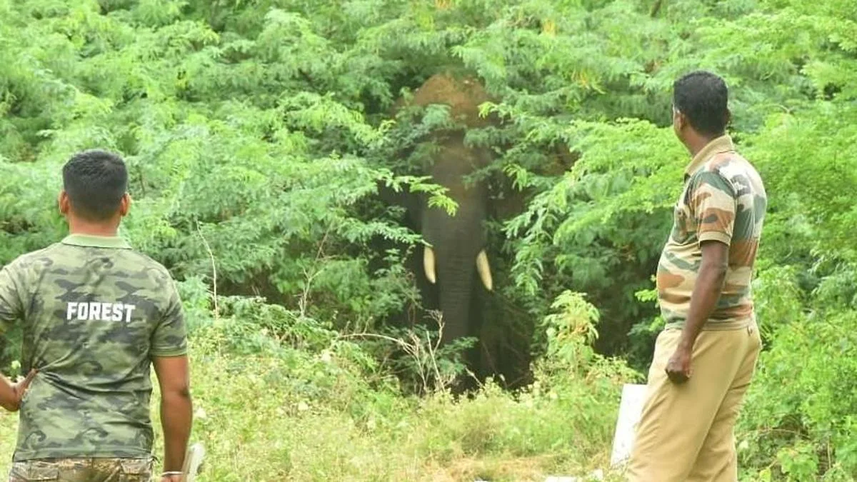 Wild elephants trigger panic at Neduvayal village in Tenkasi district