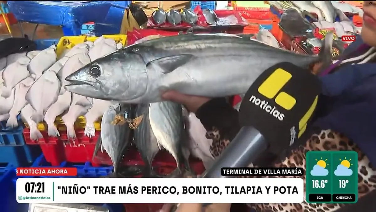 Fenómeno El Niño cambia los precios en el terminal pesquero: ¿Cuánto cuesta el bonito y qué nuevas especies de pescado se ofertan?
