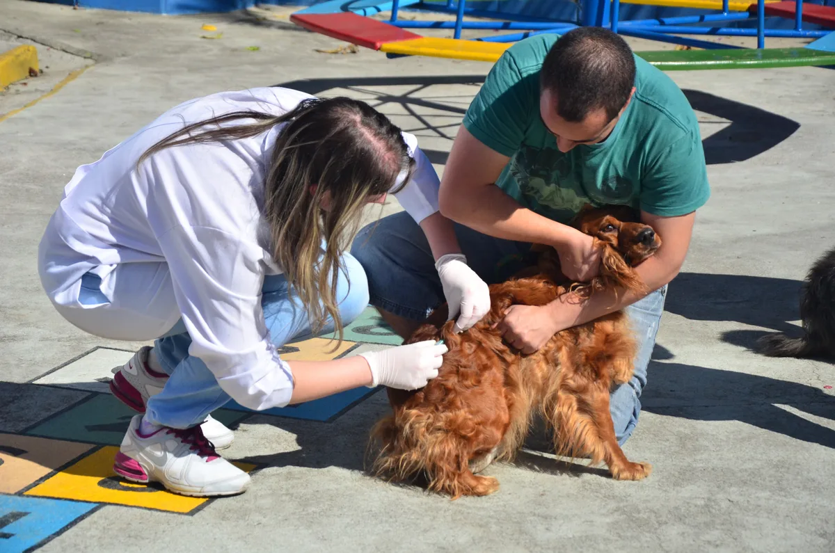 Serrinha realiza vacinação antirrábica para cães e gatos na zona rural; veja programação