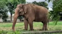 Moreno, calvo e tatuado: o que sabemos sobre a múmia mais velha do mundo, descoberta nos Alpes italianos há 35 anos