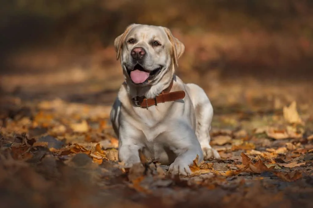 Esqueça a regra dos 7 anos: estudo revela a “idade humana” dos cães