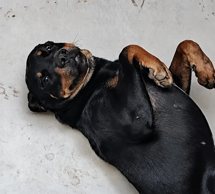 MS tem o 2º maior percentual de lares com cachorro no Brasil