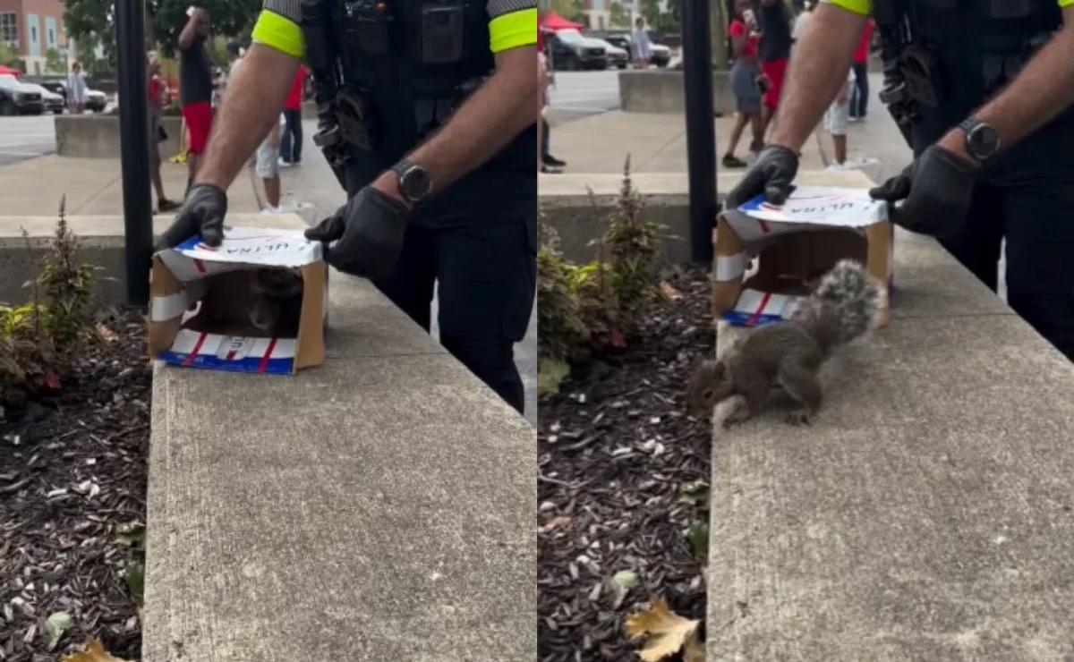 Esquilo é encontrado em situação inusitada e imagem do animal chama atenção nas redes; veja vídeo do resgate
