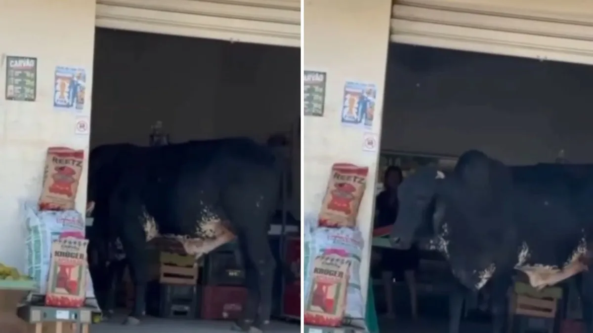 Boi entra em mercearia, come produtos e assusta moradores em Cariacica