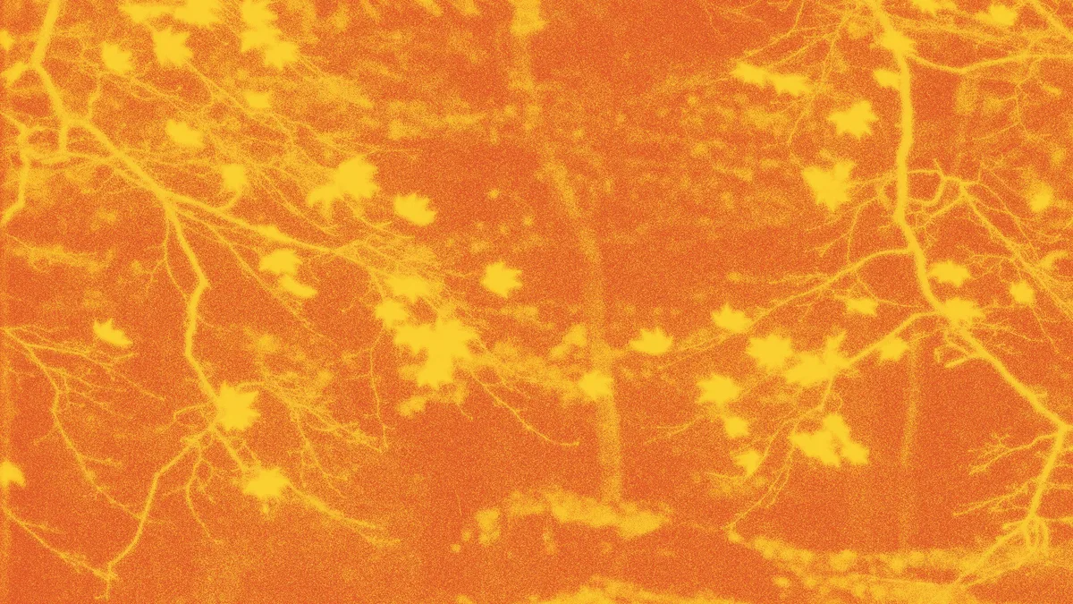 What the Falling Leaves Taught Thoreau