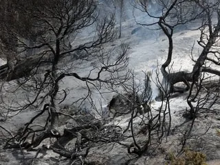Douze morts lors de feux de forêts dans l’est de l’Algérie