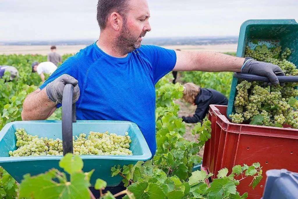 Onda de calor recorde na França deixará champanhe com mais álcool -e mais forte