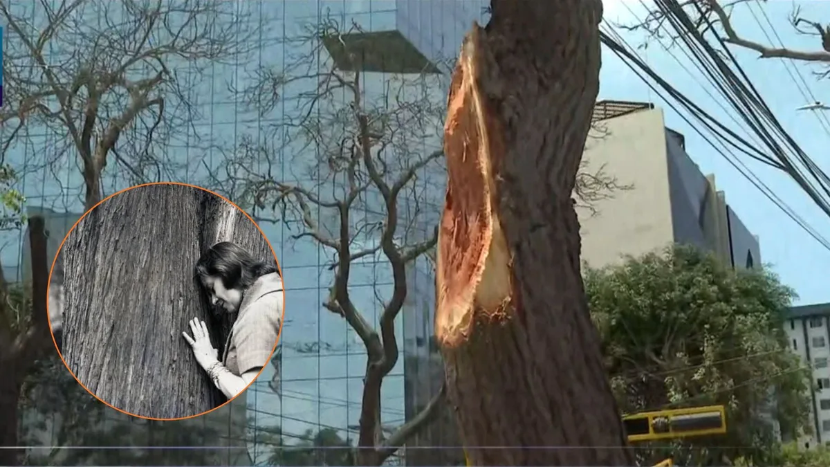 Derriban parte de histórico árbol al que Chabuca Granda salvó de ser talado en Miraflores y al que dedicó un poema