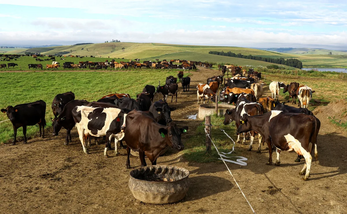 Cows, goats and chickens caught in divorce crossfire