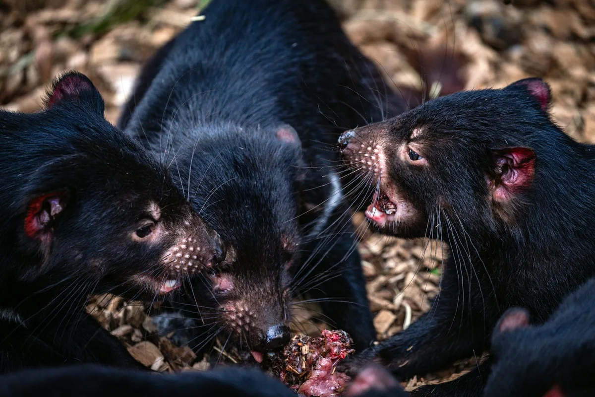 Iconic Australian mammals could be at real risk from bird flu. Could we protect them using vaccines in baits?