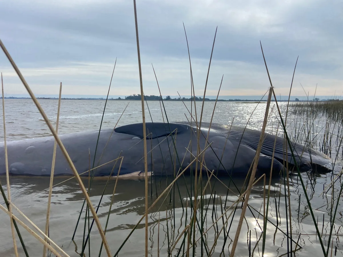 Ballena de ocho metros murió en la costa de Montevideo: piden no acercarse y advierten por olores intensos