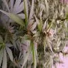 Produtores de canábis medicinal acusam Infarmed de “asfixiar” a indústria