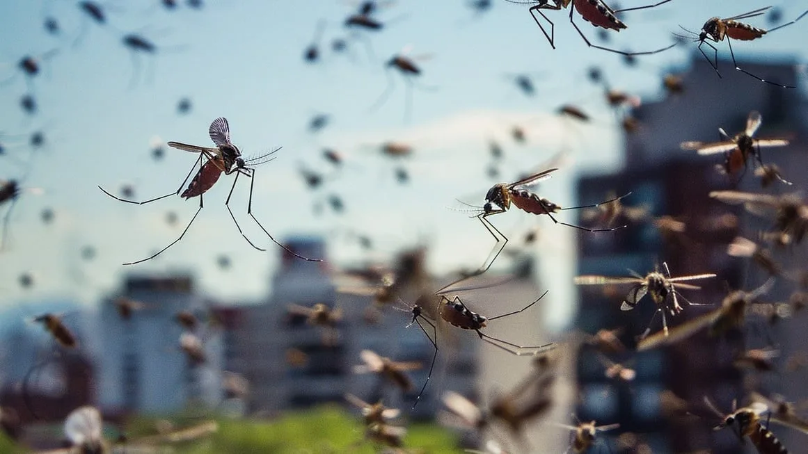 Dengue: expertos recomiendan reforzar la prevención en el norte argentino ante posible brote