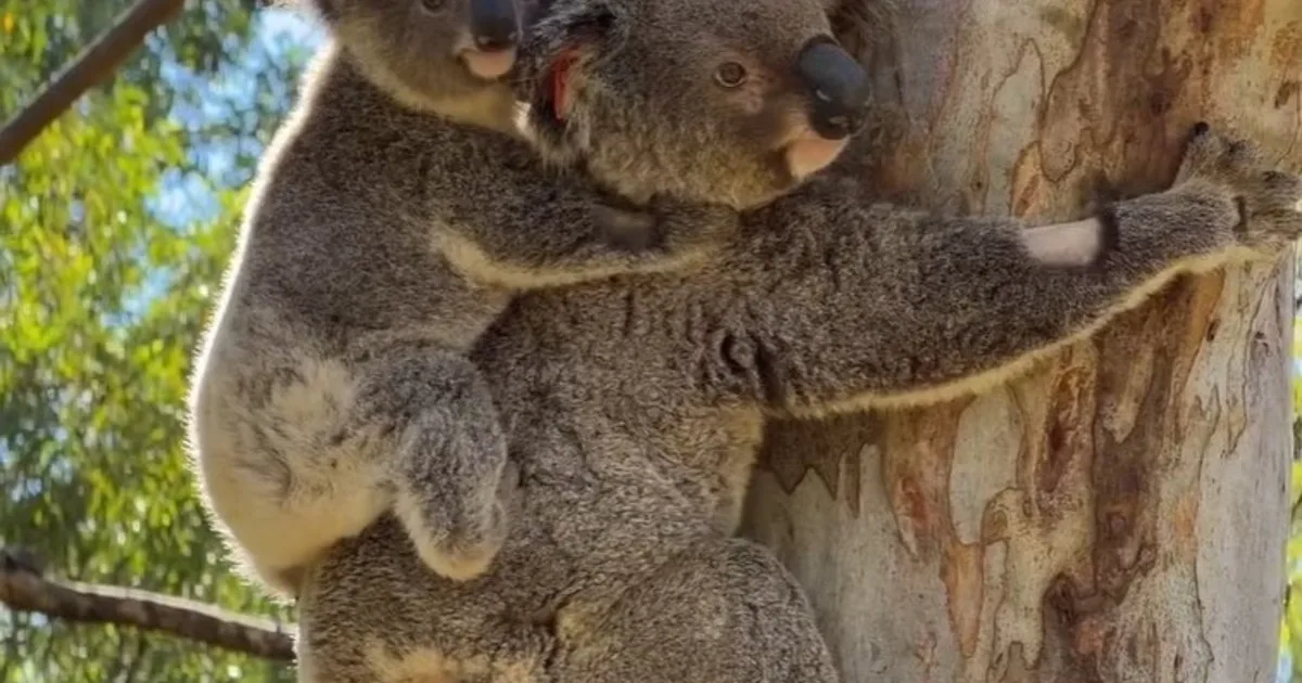 Una madre koala y su cría obtuvieron una segunda oportunidad de vida tras sobrevivir al impacto de un tren: "El equipo veterinario trabajó sin descanso para salvarlos"