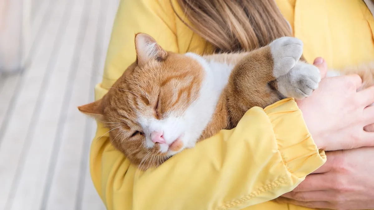 Hund und Katze - Können Sie Ihr Haustier mit Grippe anstecken?