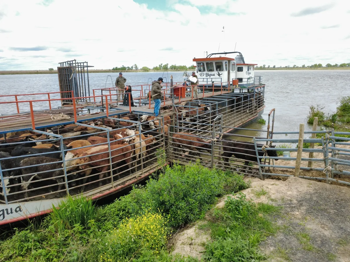“El agua viene fuerte”: la crecida acecha y el éxodo de animales y de pobladores en el Litoral entró en su hora más crítica