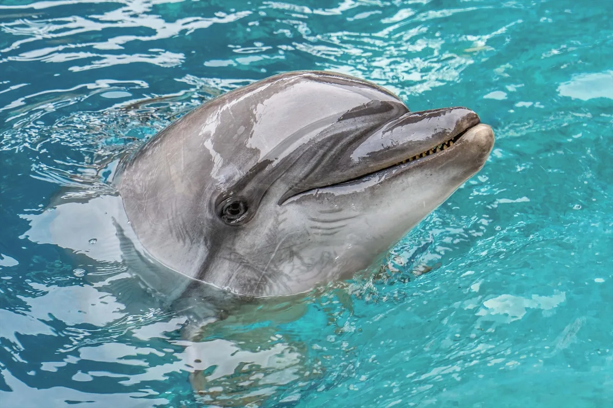 Muere Echo, una delfina rescatada en el Marieneland de Canadá que estaba bajo cuidado del Oceanogràfic de Valencia una semana después de la beluga Jelly Bean