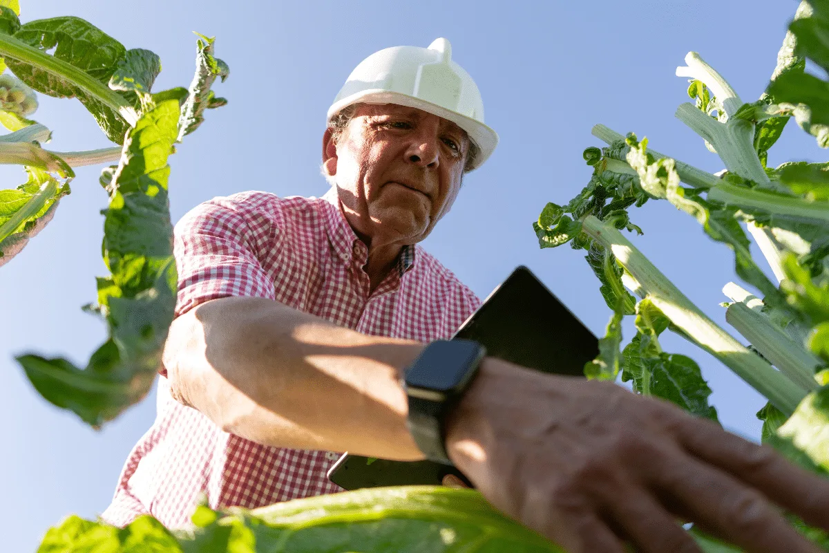 Engenharia agronômica: 7 áreas de atuação que ultrapassam o trabalho no campo