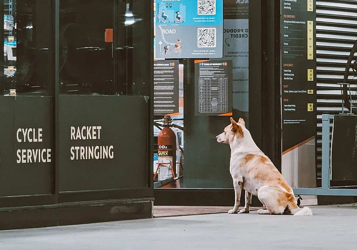 Oficial y confirmado: entra en vigor la ley que prohíbe tener a los perros atados en la puerta del supermercado