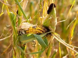 Erträge sinken, Preise steigen: Bauern schlagen Alarm: Es ist nicht nur das Wetter