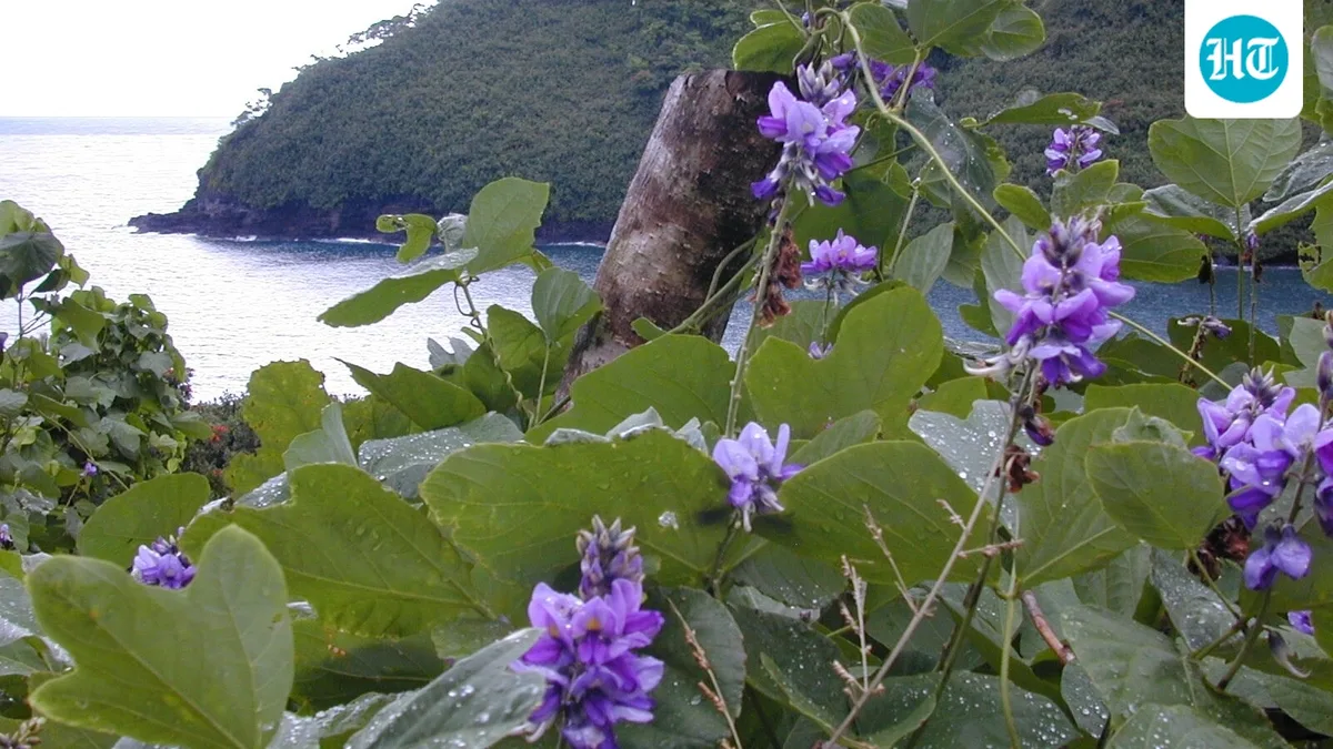 In 1933, the US promoted kudzu to combat soil erosion; by 1946, an estimated 3 million acres had been planted