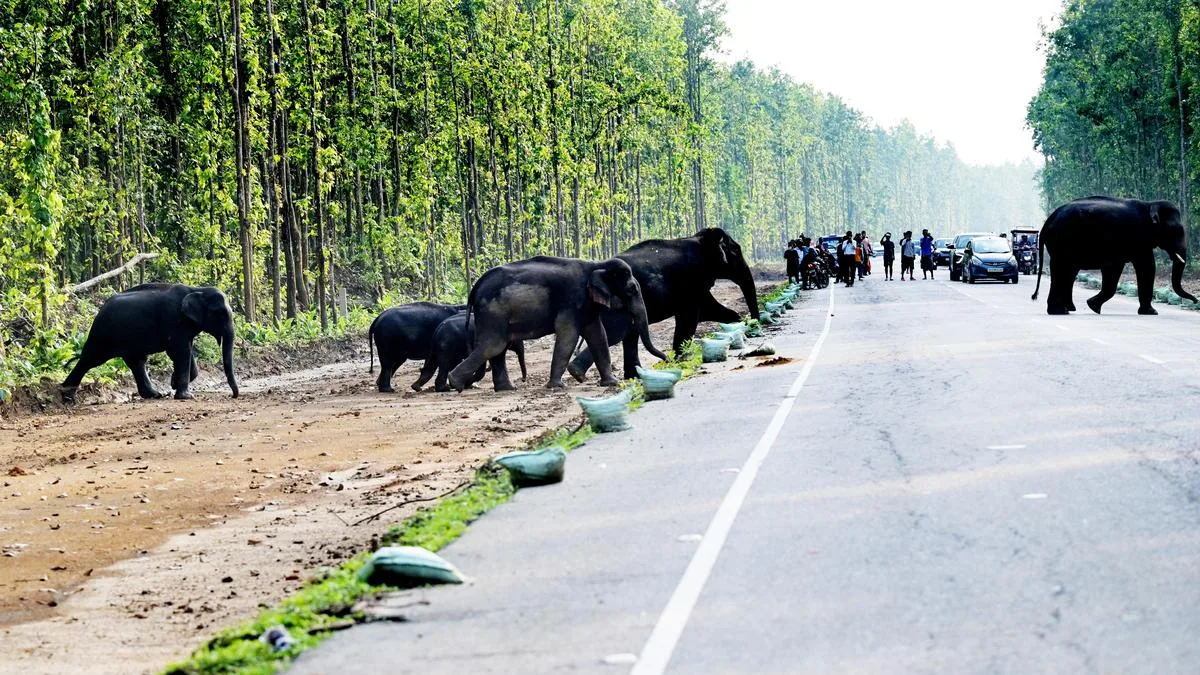 Three people killed in as many conflicts with elephants in Assam