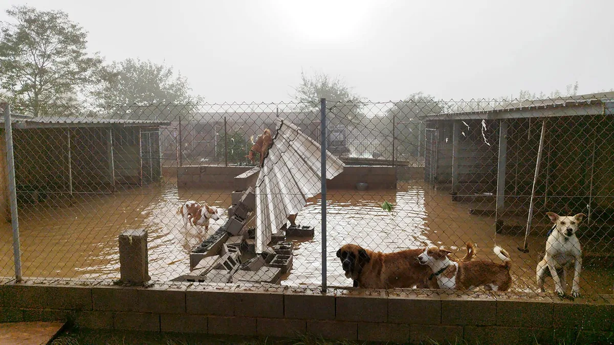 Sin protocolos para el rescate y cuidado de animales en situaciones de catástrofe: “Hay un vacío que nadie quiere cubrir”