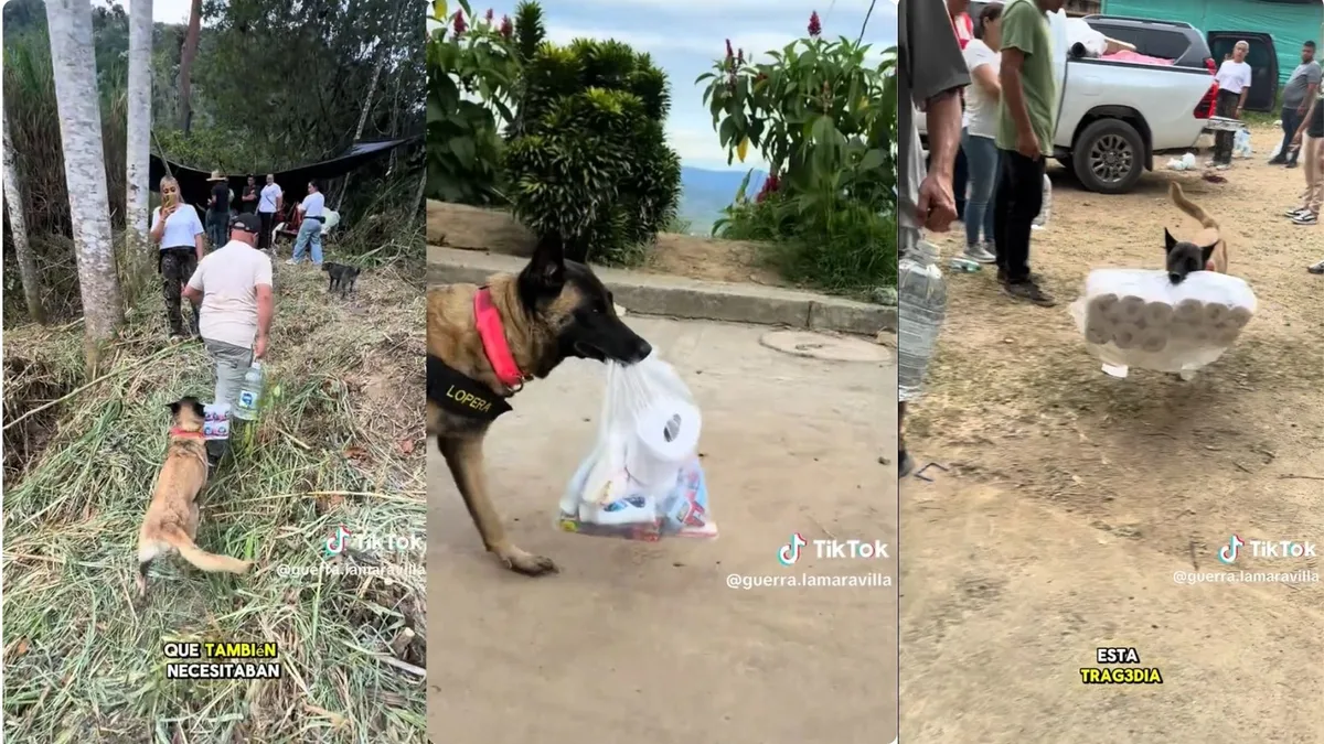 Ella es Guerra, la perrita que pasó de despachar en una tienda a entregar ayudas en sectores afectados por el terremoto