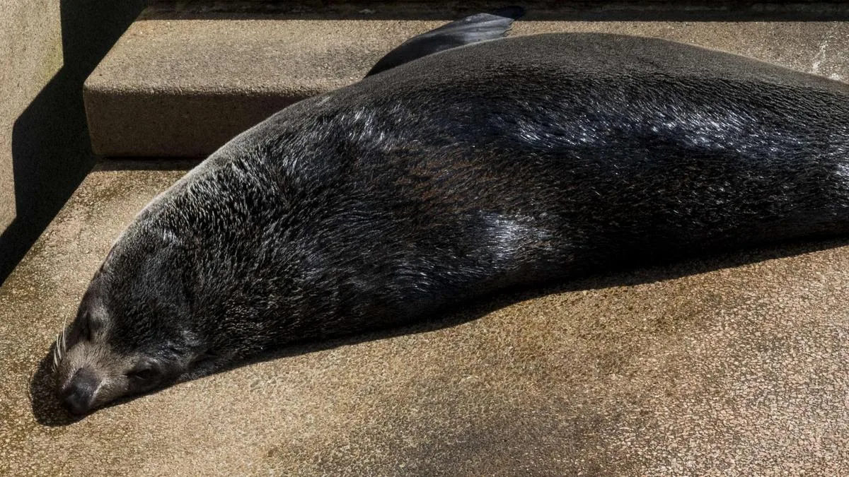 Fur seal becomes first mammal fatality of H5 bird flu in Australia
