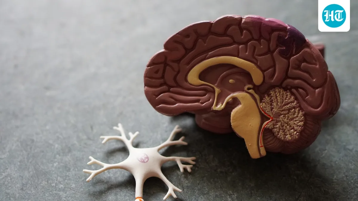 Can weak bones raise Alzheimer’s risk? Experts reveal the bone-brain connection