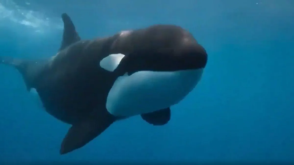 'La Abuela' orca found wounded as Iberian population falls below 40