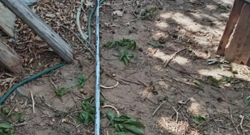 Estudiante de medicina murió electrocutado mientras bajaba mamones de un árbol en Falcón