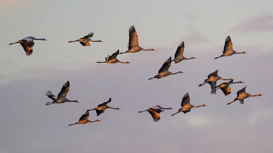 Großer Vogelzug steht bevor: Erste Kraniche sammeln sich vor dem Abflug