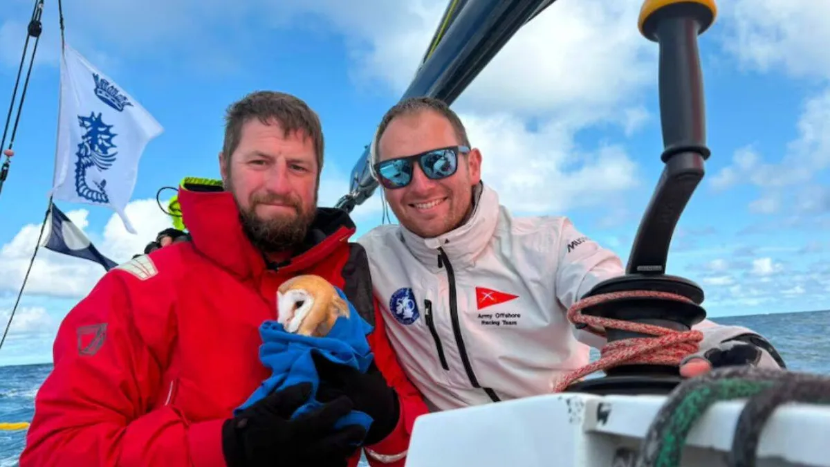Exhausted owl stranded 70 miles offshore tries to board British Army boat, sailors bring it ashore