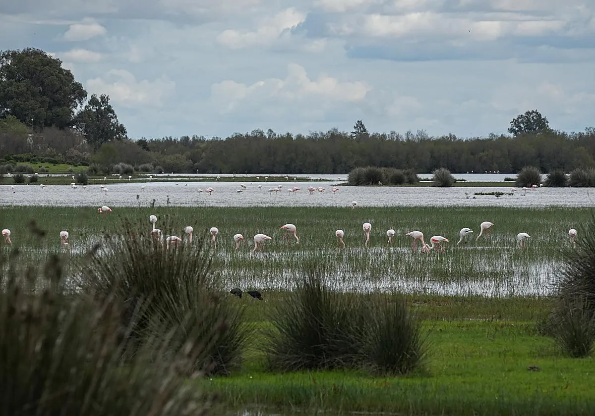 El Gobierno lanza una campaña para concienciar de la importancia de proteger Doñana