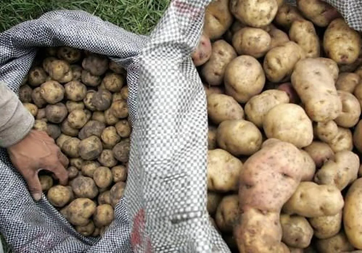 Patatas más pequeñas y más caras: las olas de calor y las lluvias pasan factura a uno de los productos básicos del hogar