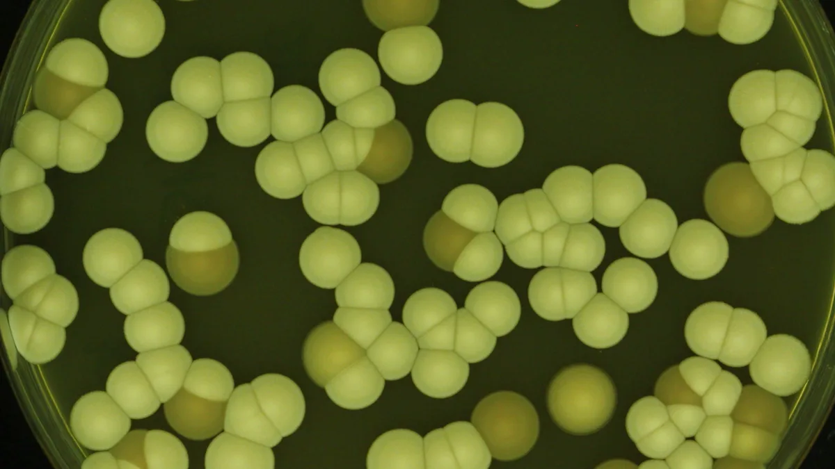 Why scientists are rethinking the chemical ‘arms race’ against fungi