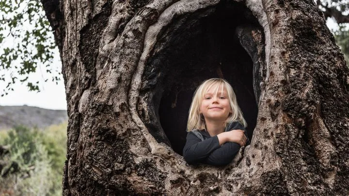 Pourquoi les vieux arbres creux tiennent toujours debout