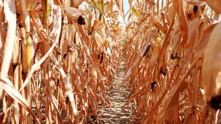 "On n'a plus le temps d'attendre", alerte le syndicat Jeunes agriculteurs, après le report des annonces gouvernementales sur la sécheresse