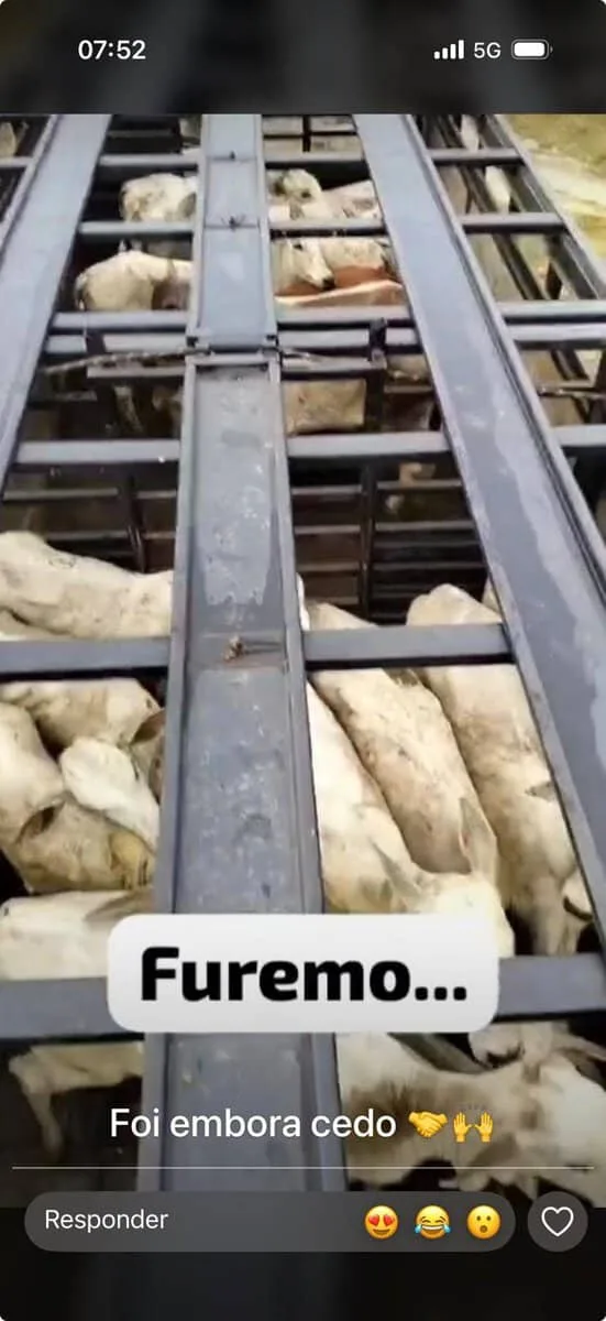 Atravessadores tiram gado do Acre ilegalmente e ainda “mangam” da fiscalização