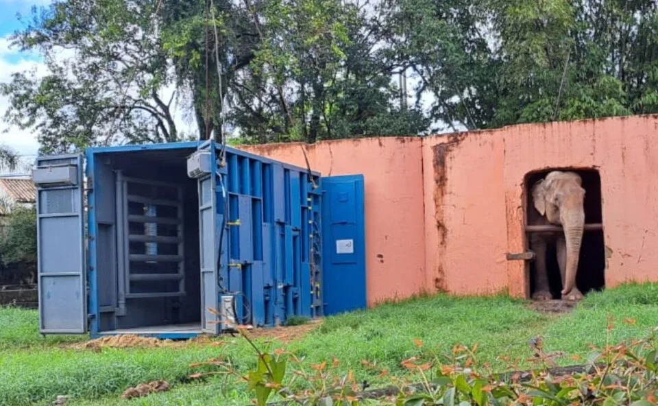 Animal viajante: elefante atravessa 1,6 mil km para chegar a santuário no Mato Grosso